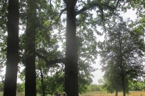 IMG_4774