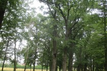 IMG_4775