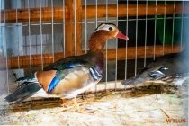 IMG_8116