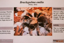 IMG_9210