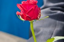 IMG_4261
