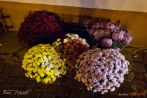 IMG_8523