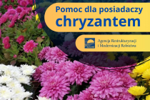 chryzantemy
