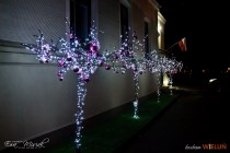 IMG_0781