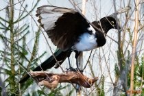 IMG_1974