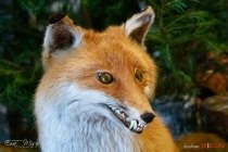 IMG_2132