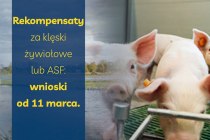 Rekompensaty-za-kleski-zywiolowe-lub-ASF-wnioski-od-11-marca-informacja-prasowa