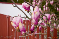IMG_6063