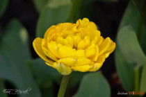 IMG_6371