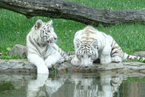 zoo_safari_w_borysewie_tygrysy