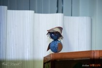 IMG_0810