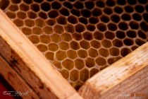 IMG_5225