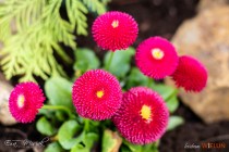 IMG_0051