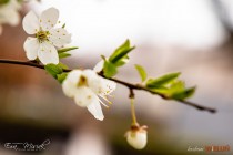 IMG_0078