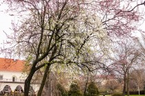 IMG_0079