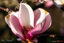 IMG_0086