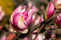 IMG_0087