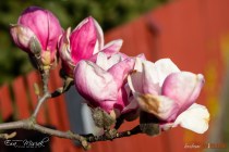 IMG_0089