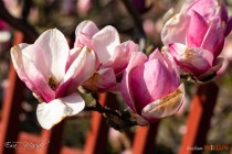 IMG_0090