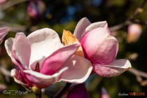 IMG_0092