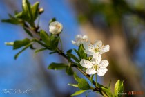 IMG_0096