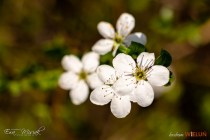 IMG_0099