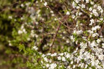 IMG_0100