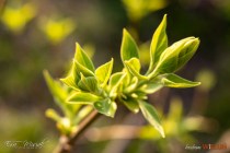 IMG_0113