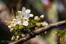 IMG_0115