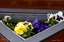 IMG_0519