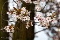 IMG_0539