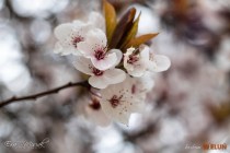 IMG_0542