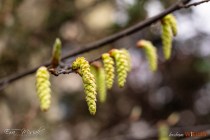 IMG_0550