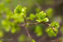 IMG_0552