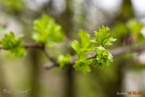 IMG_0553