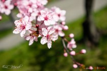 IMG_0570