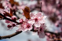 IMG_0579