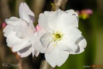 IMG_7436