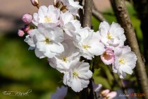 IMG_7663