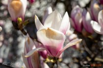 IMG_9610
