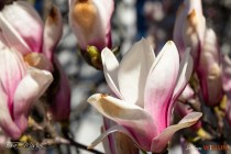 IMG_9611