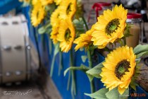 IMG_3761