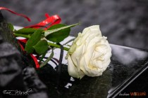 IMG_1803