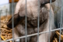 IMG_7333