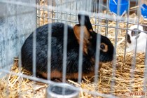 IMG_7392