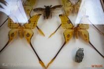 IMG_4253
