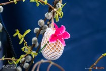 IMG_6617