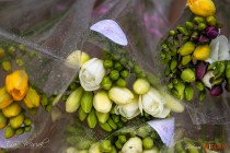 IMG_6650