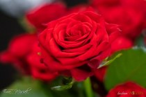 IMG_8854