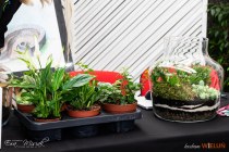 IMG_7979